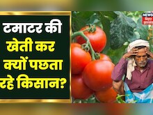 Jharkhand News: टमाटर की खेती कर क्यों पछता रहे Jamshedpur के हजारों किसान? | Top News | Hindi News