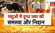 Annadata : पशुओं में दुग्ध ज्वर की समस्या और निदान क्या है ? जानिए | Agriculture | Farming in India