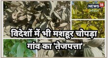 नैनीताल के इस गांव का तेजपत्ता है औषधीय गुणों से भरपूर, विदेशों तक मशहूर