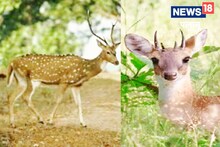 Palamu: जंगल में मिला हिरण का सिर, पुलिस खदेड़ी कछुए की तरह, हिरण की गति से भाग निकले अपराधी