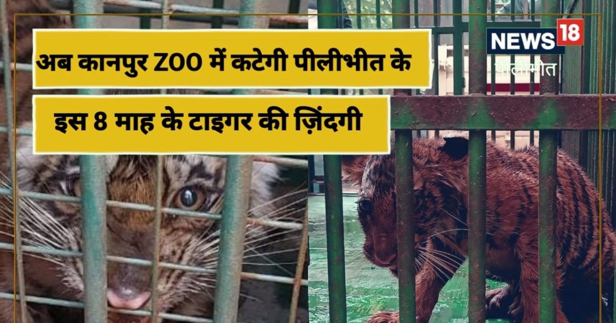 पीलीभीत टाइगर रिजर्व में बाघिन से बिछड़ा 8 महीने का शावक, भेजा गया