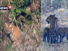 Pilibhit Tiger Reserve: सैलानियों को नजर आई आराम करते बाघ की पूरी फैमिली