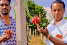 भीलवाड़ा के किसान का कमाल, बंजर भूमि में उगाया यह फल, अब सालाना हो रही लाखों की कमाई