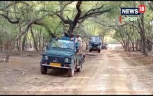 Jungle safari new year: नए साल के जश्न की कर रहे तैयारी, तो ताल छापर जाकर करें जंगल सफारी