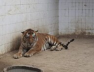 Lucknow Zoo: 13 बरस से कैंसर से जूझ रहा आदमखोर किशन अब गिन रहा आखिरी सांसें, जानें पूरी कहानी