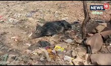 मध्यप्रदेश: रहस्यमय तरीके से हो रही सूअरों की मौत, बदल जाते हैं डेडबॉडी के रंग