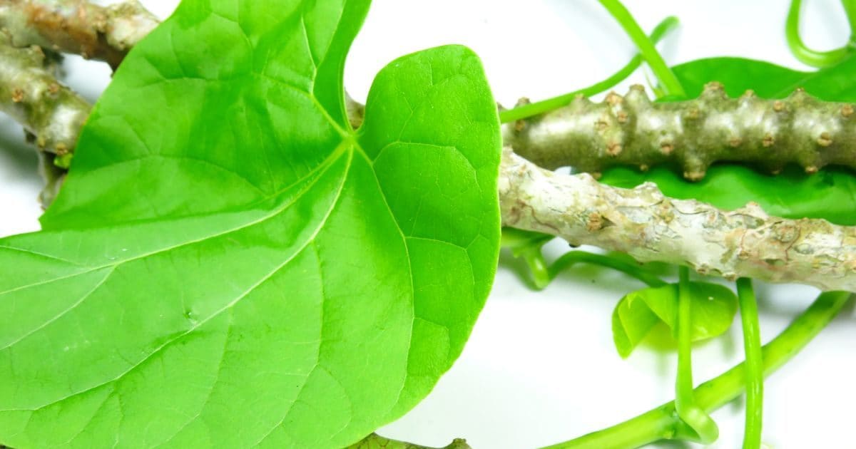 Benefits of Giloy