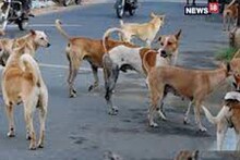 Five people brutally killed the dog together, the dead body was dug out from the ground, FIR against all