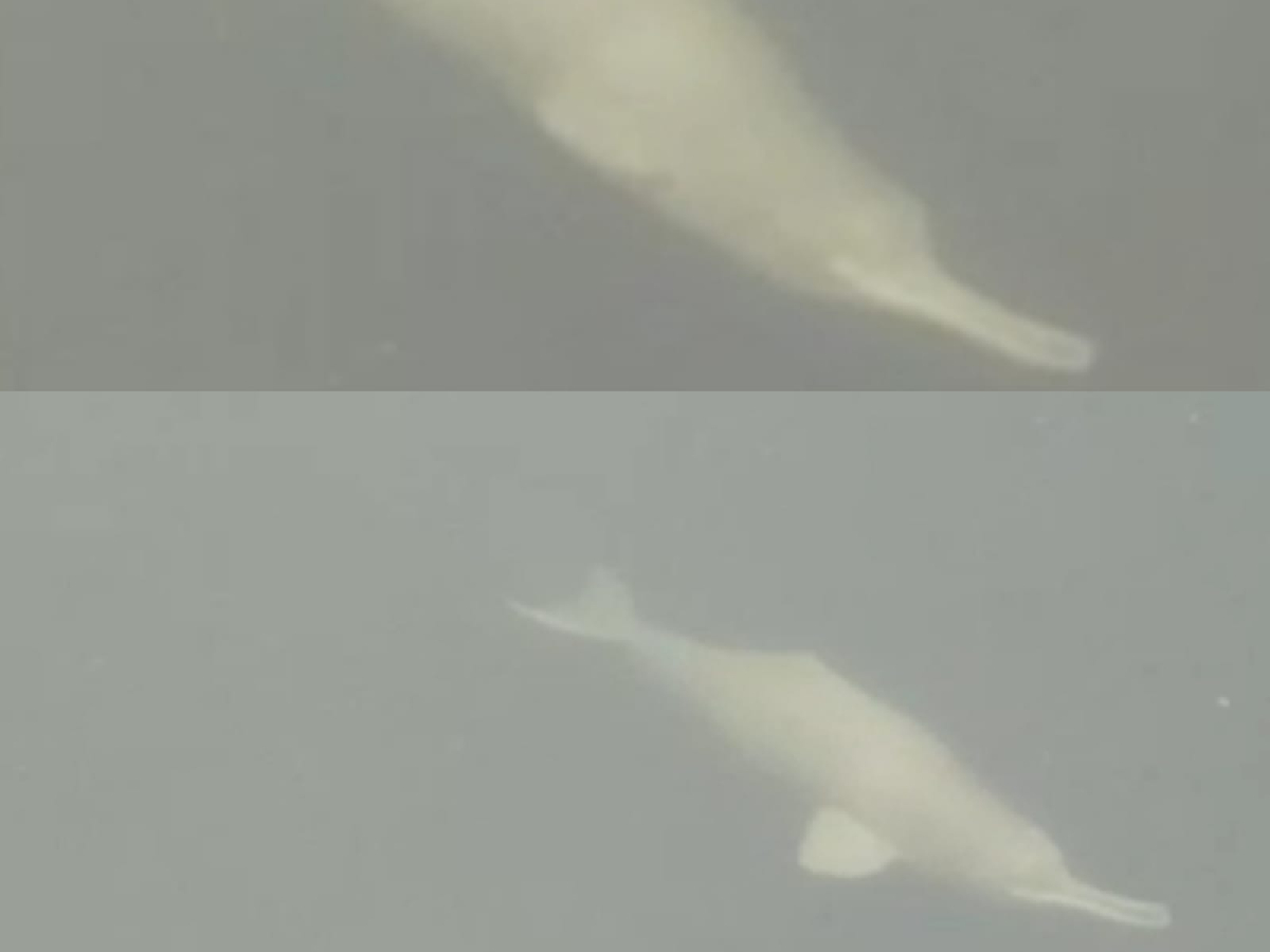 हरहा  नदी में अठखेलियां करती डॉल्फिन (News18 Hindi)