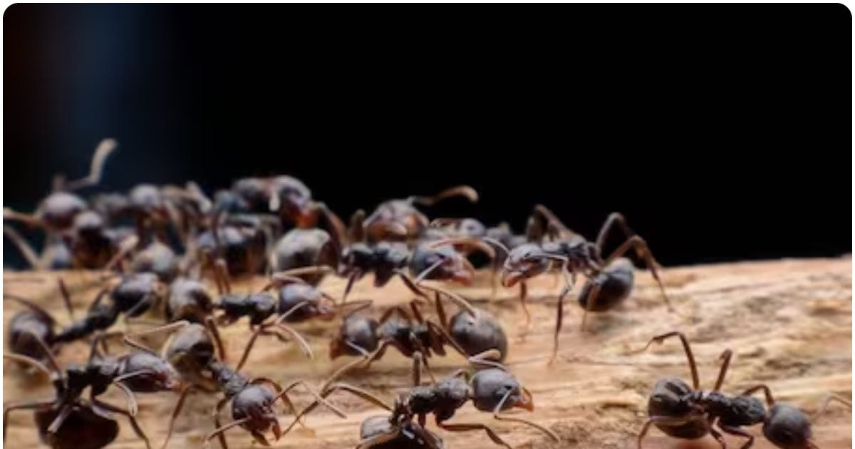 trending-news-what-is-the-meaning-of-having-ants-in-the-house-how