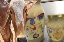Desi ghee Lucknow: 3500 रुपए किलो घी...लखनऊ की ये गौशाला है अनोखी