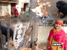 एक घर में 40 आवारा कुत्ते; पूरी कॉलोनी परेशान, मेनका गांधी तक पहुंची शिकायत