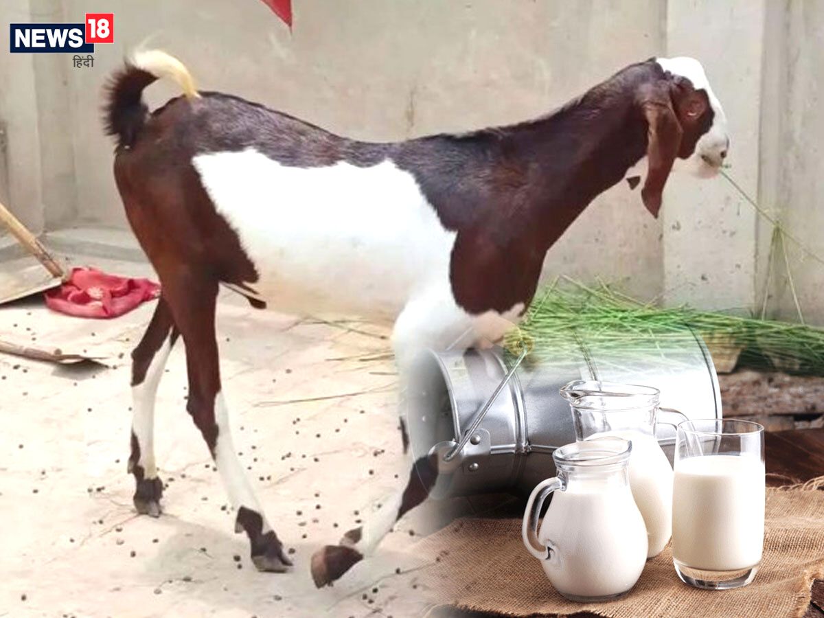 Social Viral: मध्य प्रदेश के बुरहानपुर में बकरी पालन केंद्र के 4 बकरों के दूध देने की खबर वायरल है.