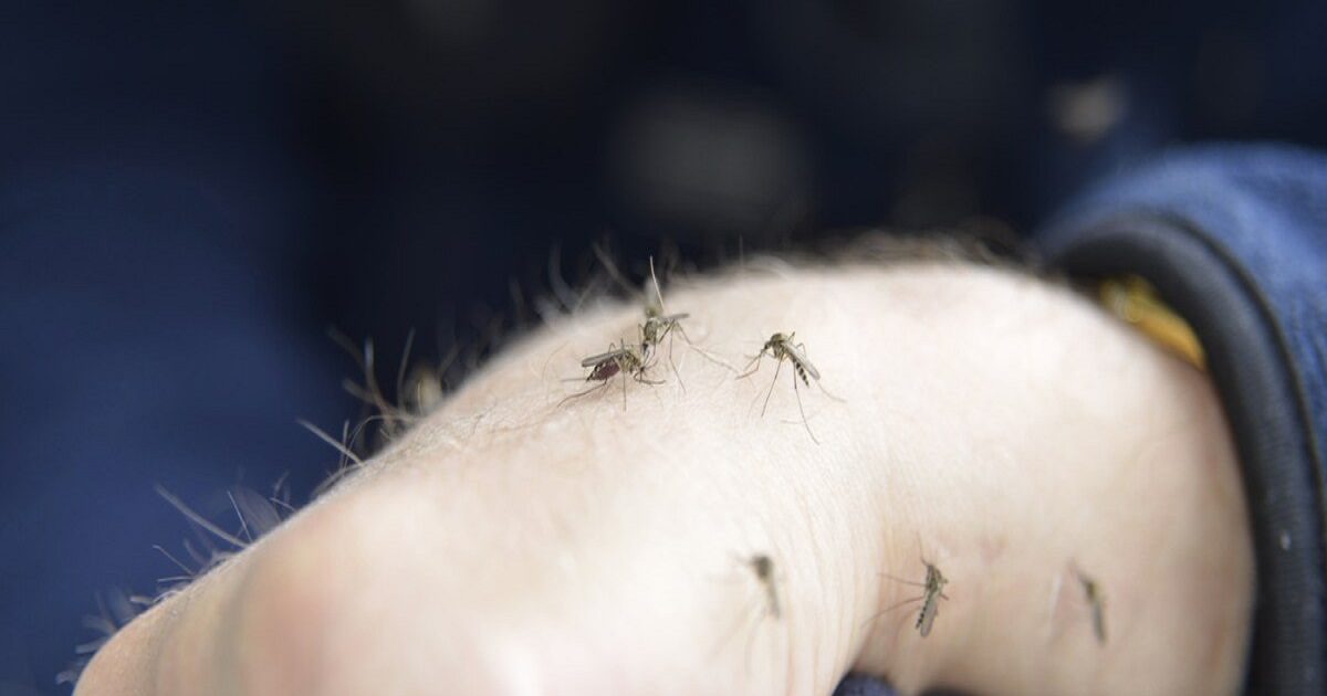 Mosquito कुछ लोगों को ज्यादा क्यों काटते हैं मच्छर? इसके पीछे