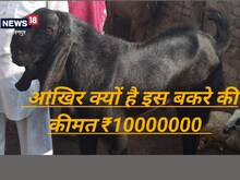 क्या ये प्रकृति का कमाल? कालू नाम का बकरा देता है दूध, कीमत जान उड़ जाएंगे होश