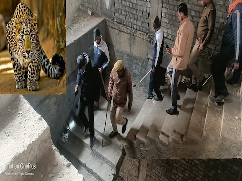ग्रेटर नोएडा की सोसाइटी में दिखा तेंदुआ . (फाइल फोटो)
