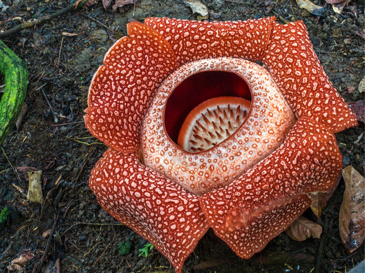  ये फूल सुमात्रा के रेनफॉरेस्ट इलाकों में पाया जाता है. इसे जायंट पदमा (giant padma) भी कहते हैं. ये एक परजीवी पौधा इस पौधे में कोई तना, पत्तियां या जड़ें नहीं होती हैं. इसके फूल (Rafflesia arnoldii) देखने में बेहद गंदे होते हैं और परागन या पॉलीनेशन करने के लिए ये कीड़ों को बेहद गंदी गंध से अपनी ओर आकर्षित करते हैं. (फोटो: Canva)