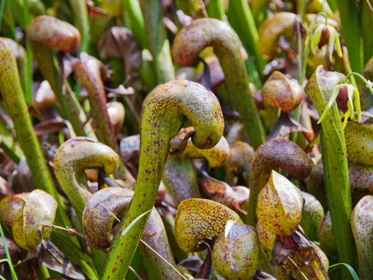   ये एक कार्नीवोरस पौधा है यानी ये कीड़े-मकौड़ों को खाता है. ये फूल अमेरिका के उत्तरी कैलिफोर्निया इलाके में पाया जाता है. इसे कैलिफोर्निया पिचर प्लांट (Darlingtonia californica) कहते हैं या फिर कोबरा प्लांट (Cobra plant) भी कहा जाता है क्योंकि इसका आकार किंग कोबरा जैसा लगता है. (फोटो: Canva)