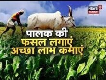 Agriculture News: पालक की खेती से किसानों को कम लागत में ज्यादा फायदा