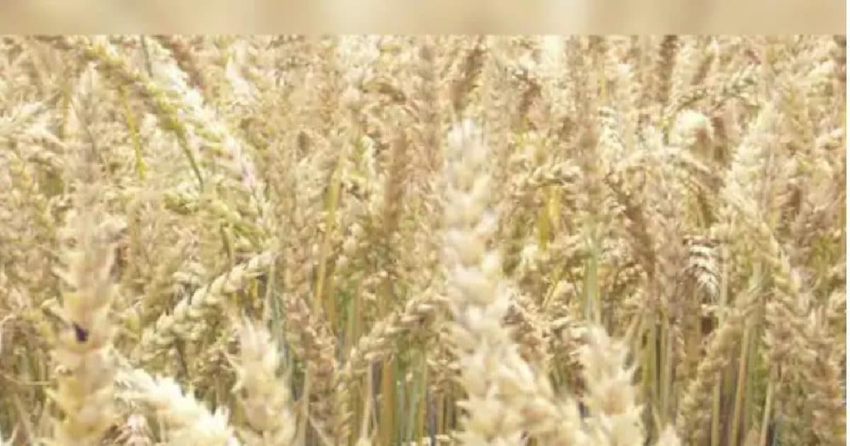 Agriculture News: भारतीय किसानों ने किया कमाल, गेहूं के रकबे में 3 ...