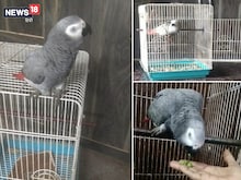 तोते ने आवाज लगायी-मुनमुन कहां हो,मुनमुन कहां हो और थानेदार ने सुना दिया फैसला
