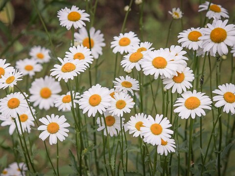सर्दियों में डेजी प्लांट को उगाएं घर के अंदर, जानें लगाने का सही तरीका - how to grow daisy flowers in planters – News18 हिंदी सर्दियों में डेजी प्लांट को उगाएं घर के अंदर, जानें लगाने का सही तरीका - how to grow daisy flowers in planters – News18 हिंदी