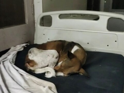 Gonda News: मंडलीय अस्पताल के बेड पर सोता दिखा कुत्ता 