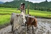 झारखंड में किसान ऋणमाफी योजना का ढोल, आंकड़ों से खुल गई सरकार की पोल