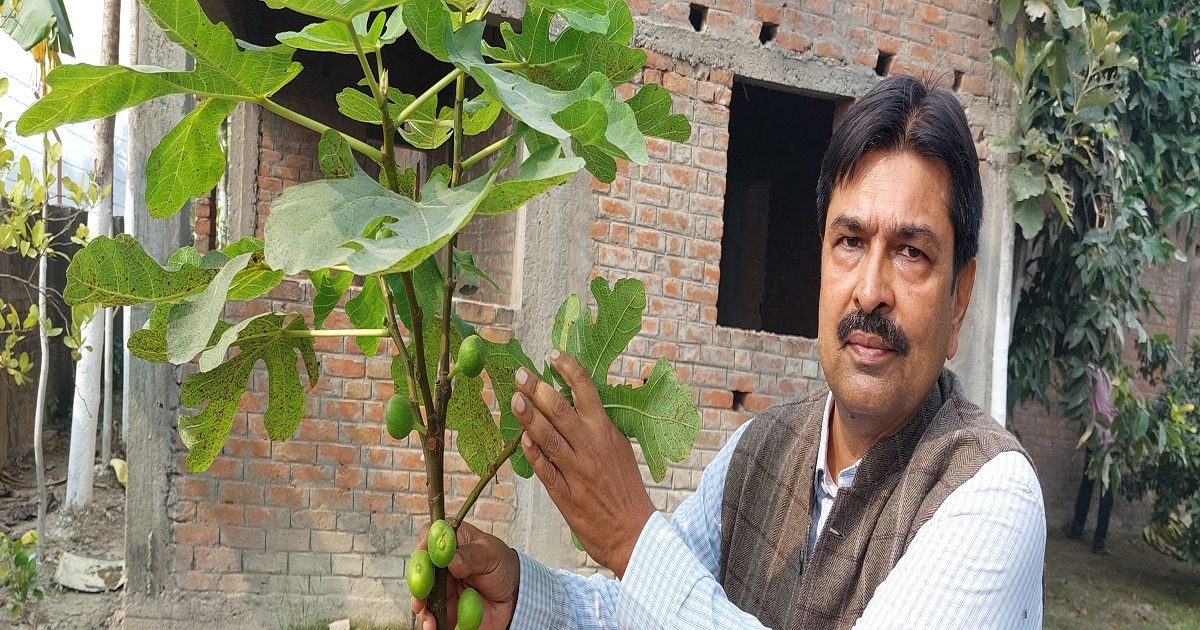 बिहार: एक एकड़ जमीन से कमाएं 4 लाख, जानिए खेती का शानदार फॉर्मूला - figs  and dragon fruit are being grown from tissue culture lab – News18 हिंदी