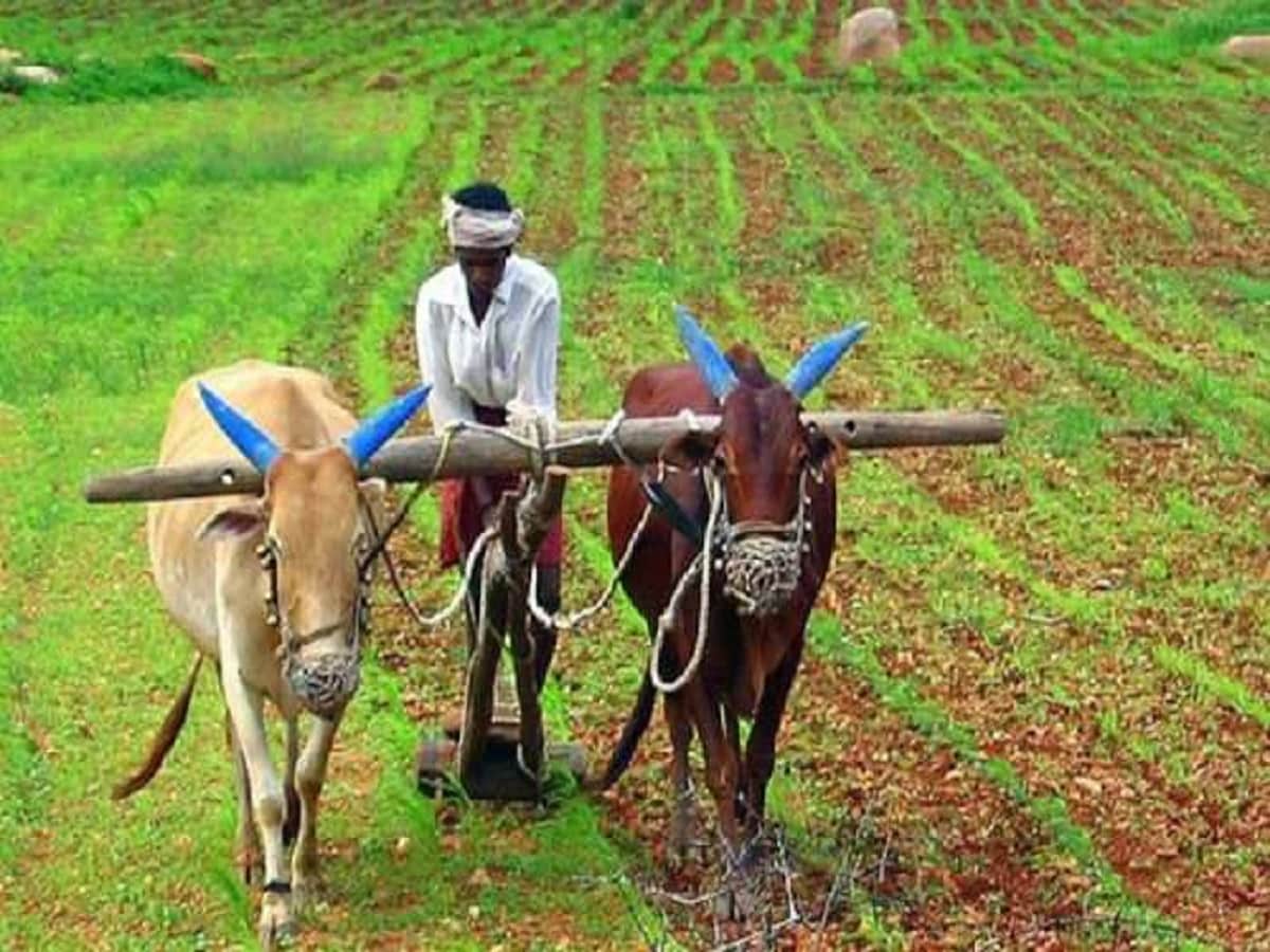 Pradhan Mantri Fasal Bima Yojana, business news in hindi, business news, PMFBY, Crop insurance, crop insurance payouts, प्रधानमंत्री फसल बीमा योजना, फसल बीमा, केंद्र सरकार की फसल बीमा योजना, पीएमएफबीवाई