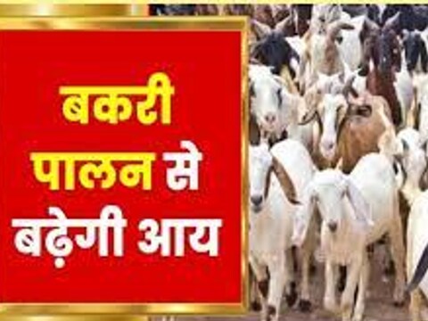 Animal Husbandry : वैज्ञानिक तरीके से करें बकरी पालन, लागत से 4 गुना होगी कमाई, इन बातों का रखें ध्यान... - animal husbandry goat farming scientific way of goat rearing agriculture news ... Animal Husbandry : वैज्ञानिक तरीके से करें बकरी पालन, लागत से 4 गुना होगी कमाई, इन बातों का रखें ध्यान... - animal husbandry goat farming scientific way of goat rearing agriculture news ...