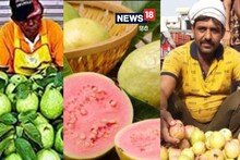 Sawai Madhopur : इस बार अमरूदों की बिक्री 5 अरब का आंकड़ा छुएगी? जानें क्या है किसानों की उम्मीद