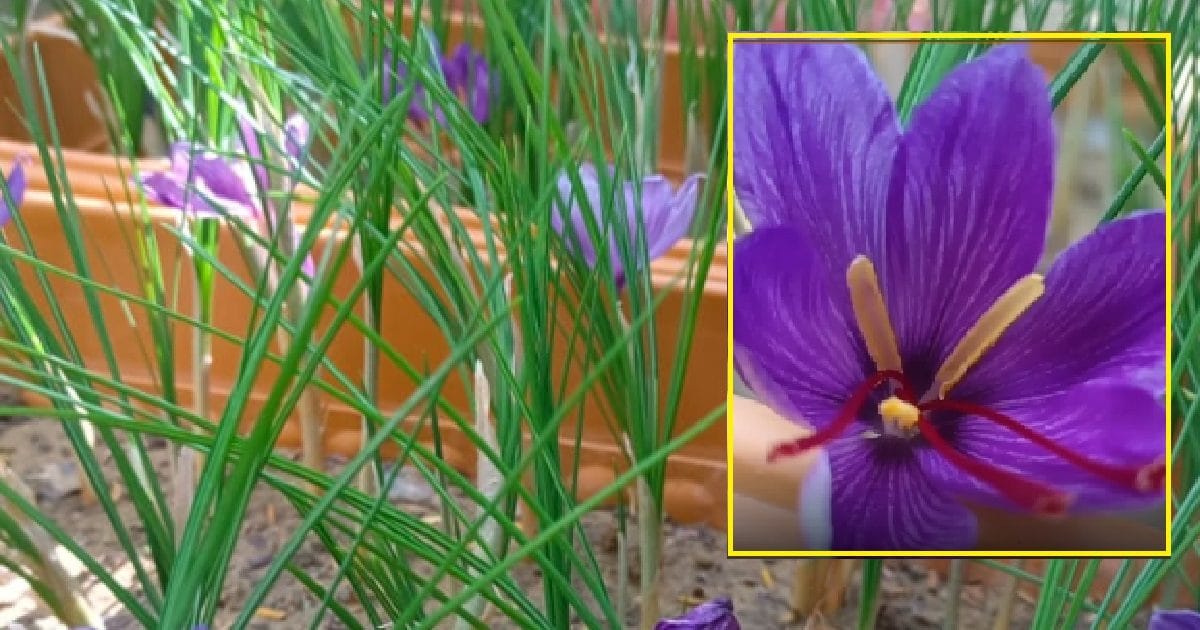 Unbelievable! थार के रेगिस्तान में खिला कश्मीरी केसर, कैसे हुआ यह