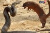 VIDEO: अंतिम सांस तक नेवले से लड़ता रहा किंग कोबरा, देखें दिलचस्प लड़ाई