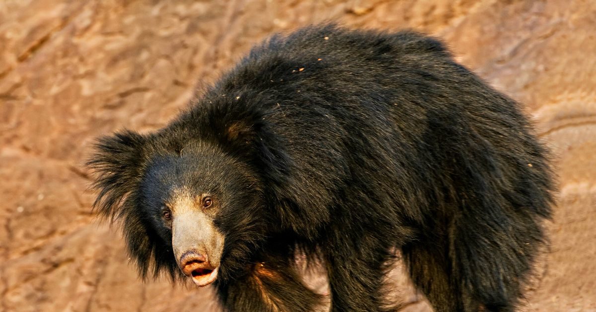 Video: ये है भारत का 'सबसे खतरनाक जीव'! बेहद आक्रामक होता है स्वभाव