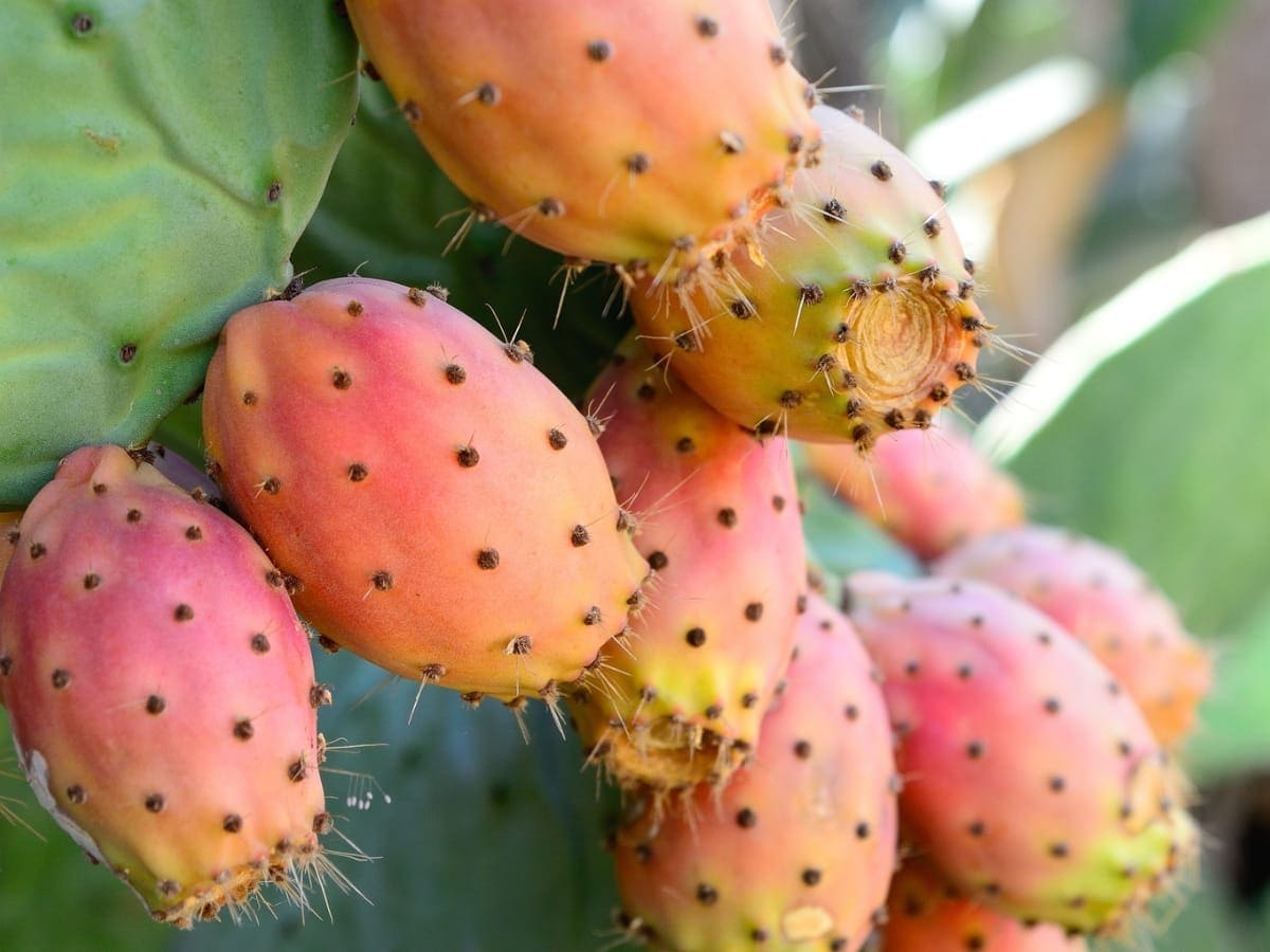 ,           ,   - know about the amazing benefits of prickly pear cactus for health  hair and skin in hindi - News18