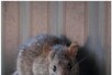 चूहों के रोकथाम के लिए बड़ी संख्या में 'रोडेंट जार' बनाएगा न्यूयॉर्क