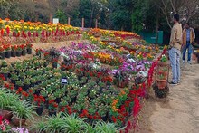 Dhanbad News: The park was buzzing with more than 70 flowers from India and abroad, mega flower show in Dhanbad