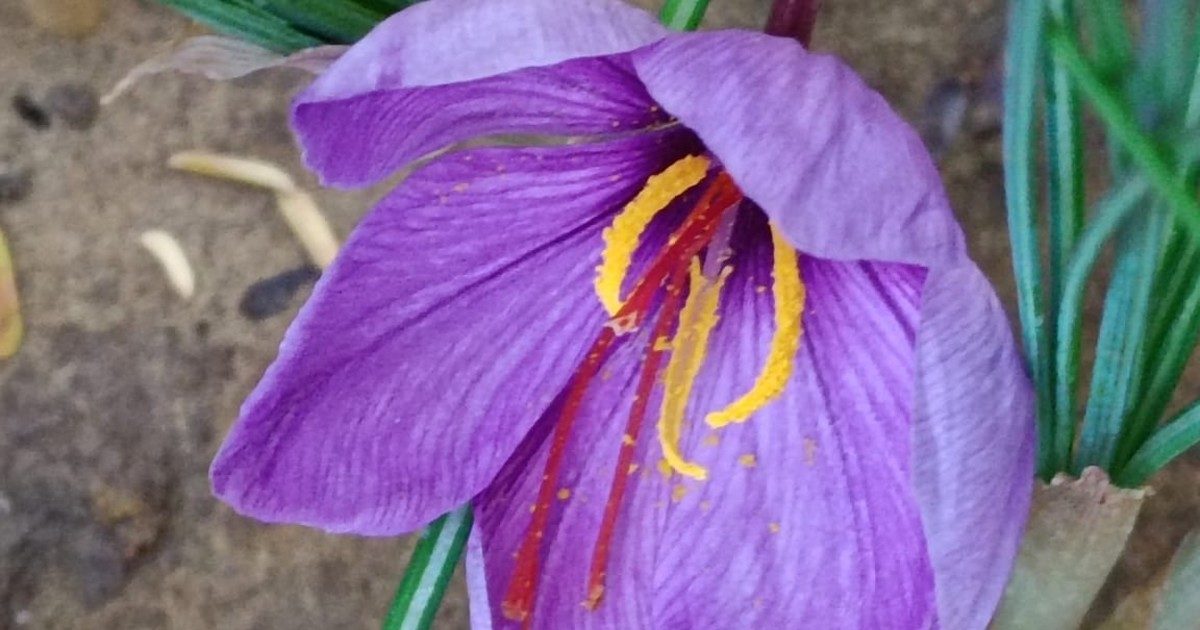 रेत में बिखरी कश्मीरी खुशबू, बाड़मेर में उगा दिया केसर, यूट्यूब से ली