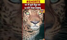 Leopard : तेंदुए के रेस्क्यू में 12 घंटे की मशक्कत #shorts
