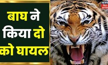 Bagaha Tiger Attack : नौरंगिया में बाघ के हमले में बच्ची सहित दो लोग घायल | Bihar Latest News