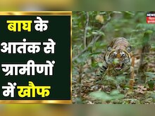 Sitamarhi News: सीतामढ़ी में बाघ के हमले से 2 महिलाएं घायल; पटना से बुलाई गई रेस्क्यू टीम