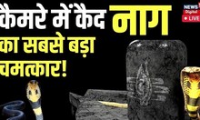 Live । कैमरे में कैद हुआ नाग का अनोखा चमत्कार। Naag Viral Video । Hindi News | King Cobra