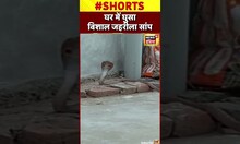 Jamui : घर में विशाल जहरीला सांप निकलने से मच गया हड़कंप #shorts