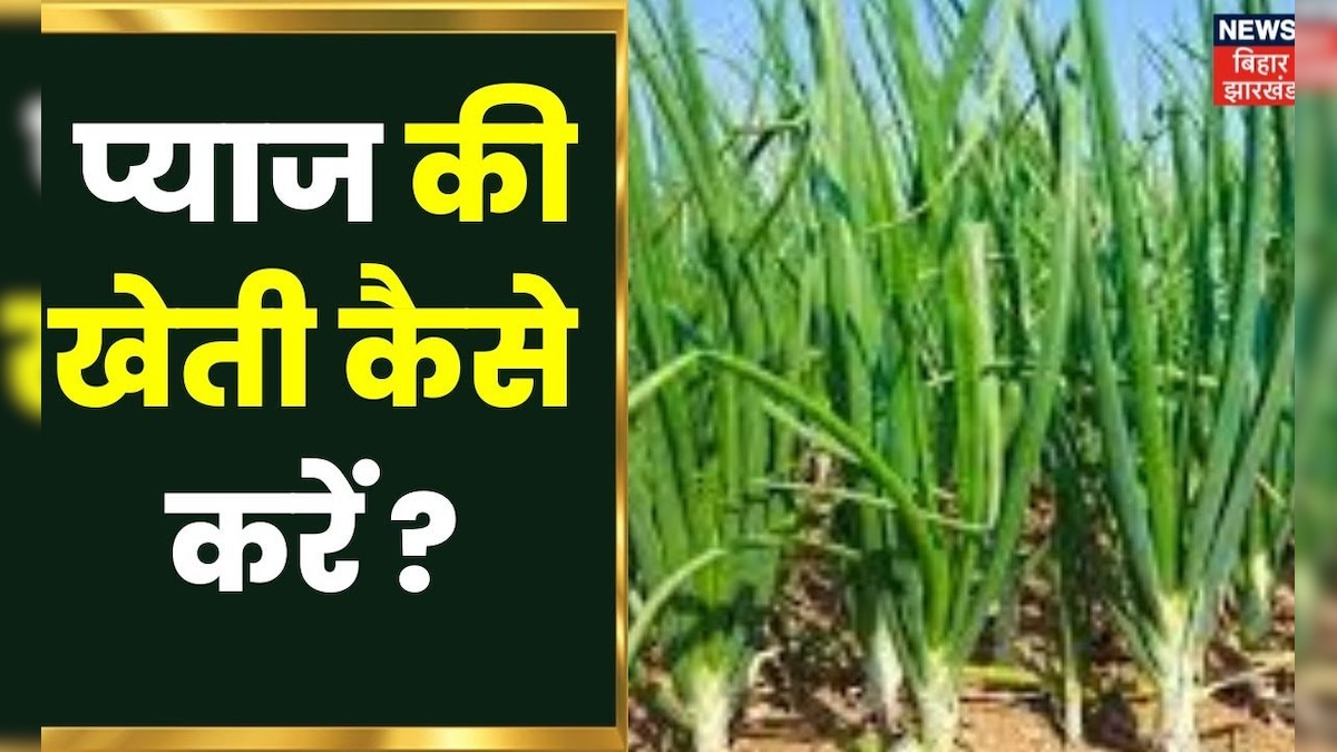 Annadata प्याज की खेती कैसे करें? यहां जानें । Onion Farming In Hindi