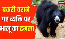 Sirohi: बकरी चराने जंगल में गए, भालू ने किया हमला | Bear Attack | Rajasthan | Forest | Hindi