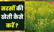 Annadata: सरसों की खेती कब और कैसे करें? Sarson ki kheti kaise karen| Mustard farming | Agriculture