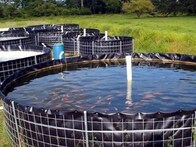 बांका में मछली उत्पादन को दिया जा रहा है बढ़ावा, सरकार तालाब से लेकर बायोफ्लॉक टैंक पर दे रही अनुदान