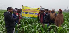 Bhagalpur News: भागलपुर में 'पौधा संरक्षण पाठशाला' की शुरुआत, किसानों को होगा ये बड़ा फायदा