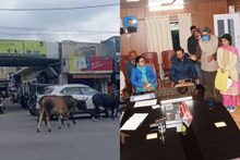 Haldwani: सड़क पर पालतू जानवर छोड़ने वाले हो जाएं सावधान, भरना पड़ेगा इतने हजार का जुर्माना